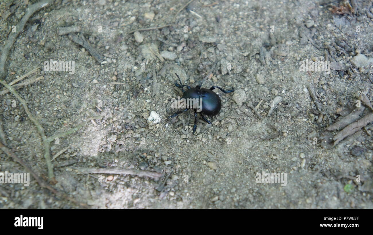 Un scarabée le terrain d'itinérance entre les branches mortes et les petits graviers Banque D'Images