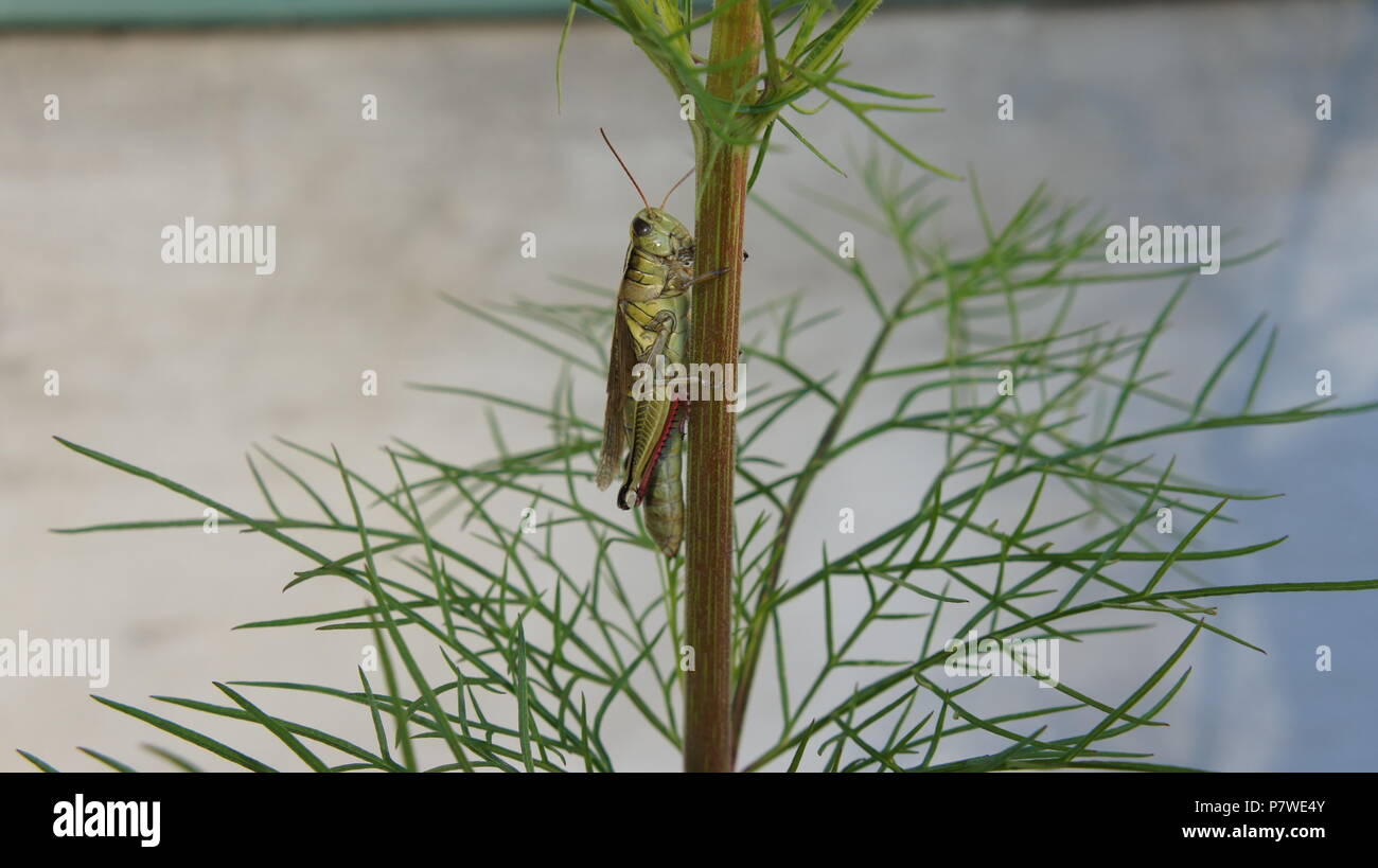 Une sauterelle sur la tige d'une plante Banque D'Images