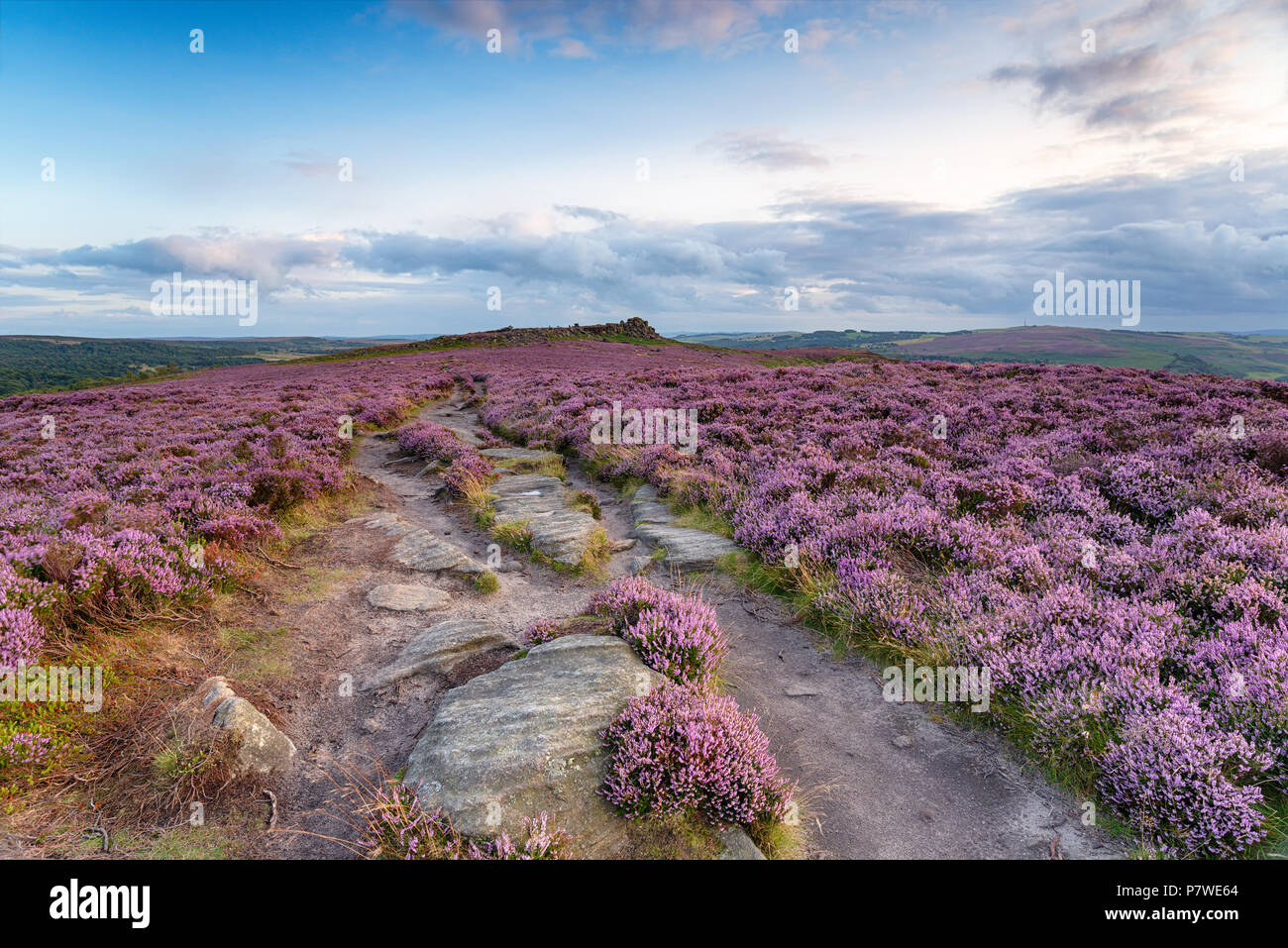 Bel été heather à Winyards Nick inn le Derbyshire Peak District, à la plus Owler Tor Banque D'Images