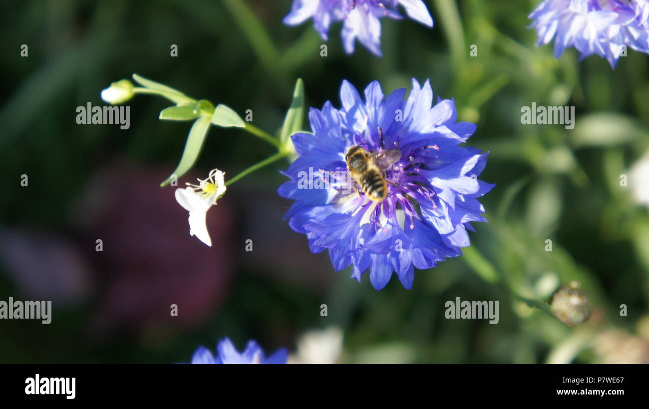 La quête d'une abeille sur une petite fleur bleue Banque D'Images