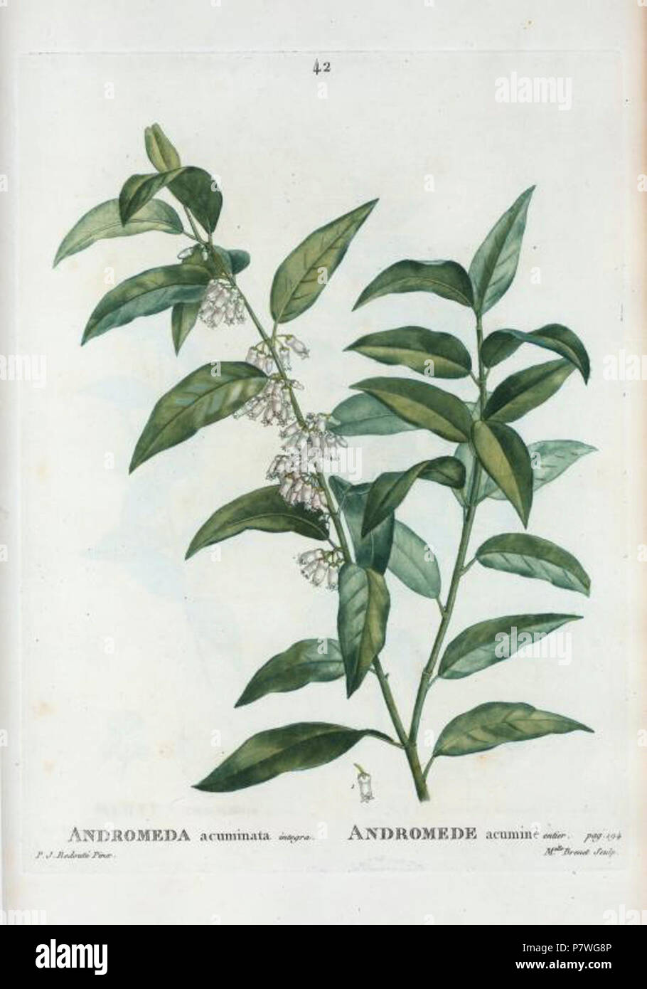 42 acuminata Andromède par Pierre-Joseph Redouté. Banque D'Images