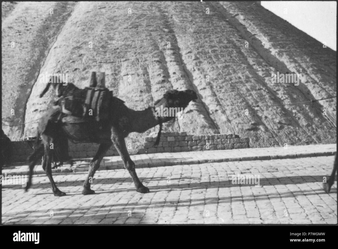 Syrie, Alep : KAMEL, Kamel vor Hügel. à partir de 1933 jusqu'à 1934 83 CH-NB - Syrie, Alep- Kamel - Annemarie Schwarzenbach - SLA-Schwarzenbach-A-5-03-038 Banque D'Images