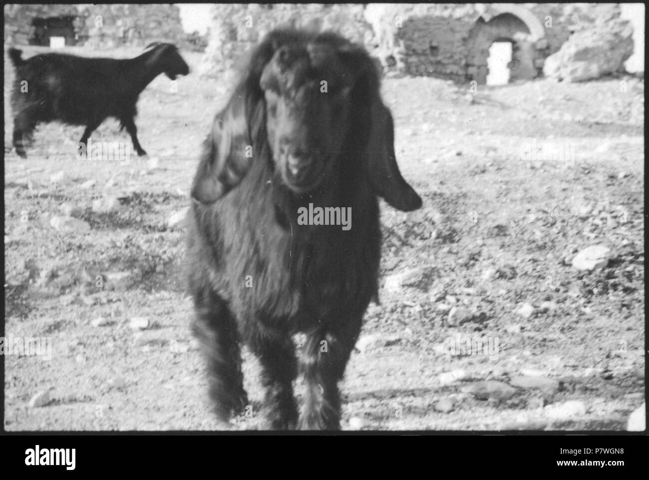 Syrie, Alep : Schaf Schaf. à partir de 1933 ; jusqu'en 1934, 83 CH-NB - Syrie, Alep- Schaf - Annemarie Schwarzenbach - SLA-Schwarzenbach-A-5-03-046 Banque D'Images
