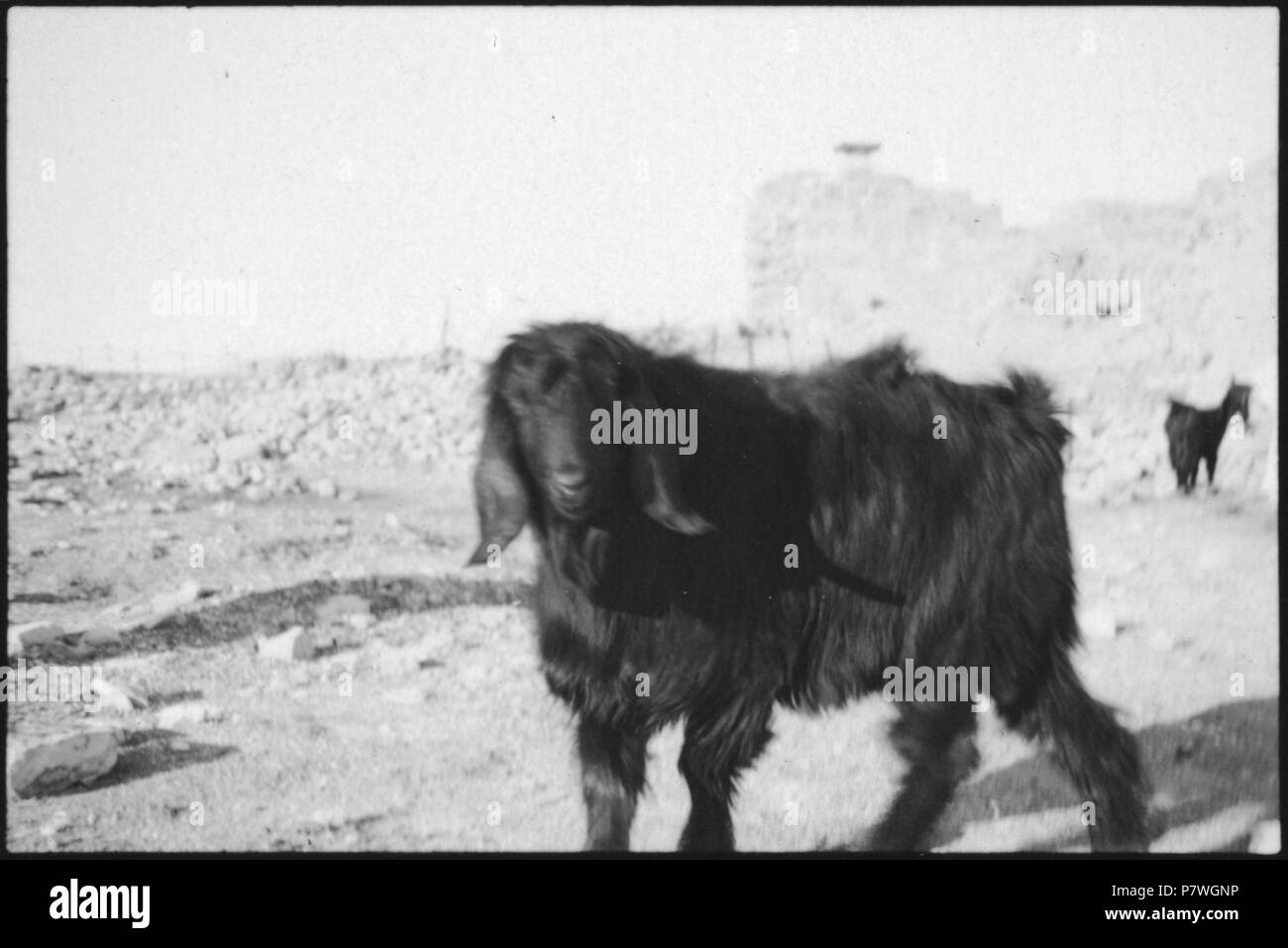 Syrie, Alep : Schaf Schaf. à partir de 1933 ; jusqu'en 1934, 83 CH-NB - Syrie, Alep- Schaf - Annemarie Schwarzenbach - SLA-Schwarzenbach-A-5-03-048 Banque D'Images