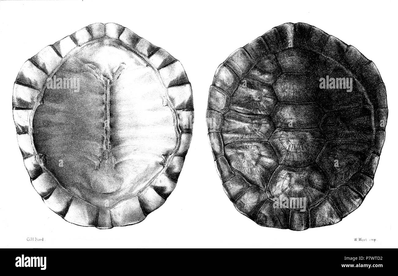 Chelodina expansa  = Chelodina expansa) Macrochelodina (Gray, 1857, les jeunes français : Tortue de serpent géant, de la carapace ventrale de juvéniles (à gauche) et (à droite) . 1870 (publié en 1871) 90 ChelodinaExpansaFord Banque D'Images