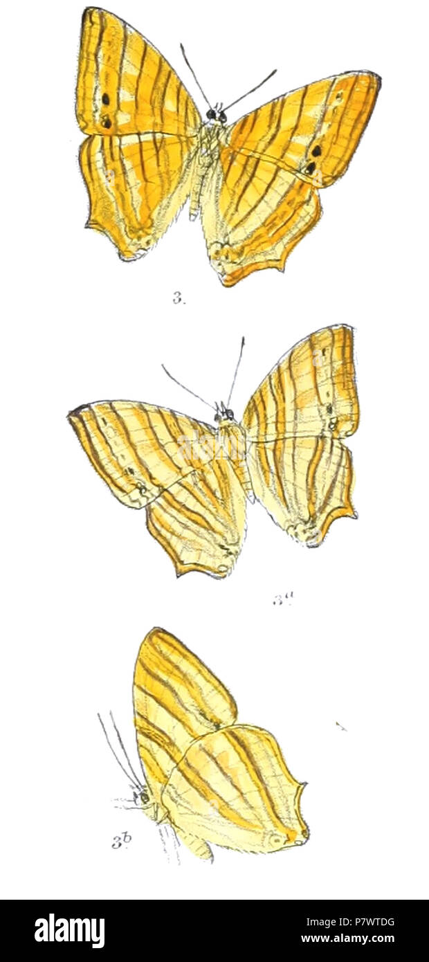 Chersonesia risa . Entre 1899 et 1900 90 307 ChersonesiaRisa Banque D'Images