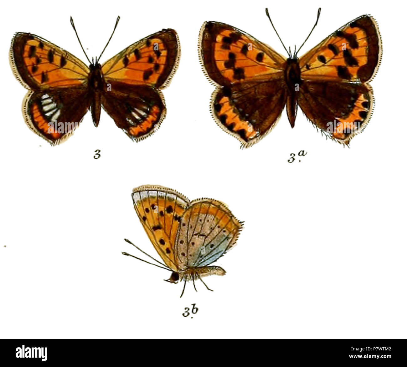 91 ChrysophanusPhlaeasFitch Banque D'Images