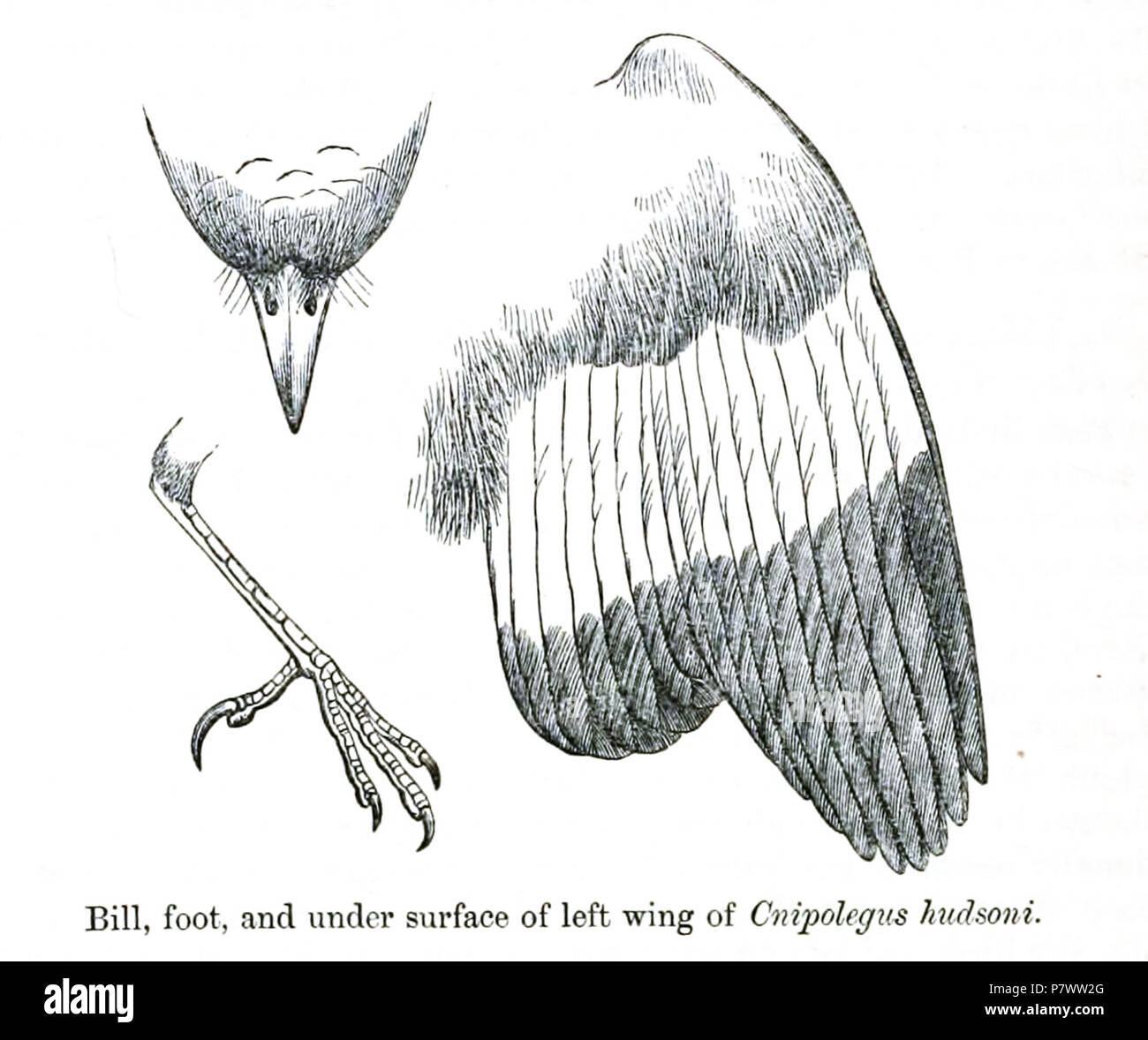 Cnipolegus Knipolegus hudsoni  = hudsoni (Sharpe, 1870), l'Anglais : Black-tyran, homme : aile gauche du bec, ventrale et dorsale du pied sur lateral . 1872 (publié en 1873) 93 CnipolegusHudsoniDetail Banque D'Images