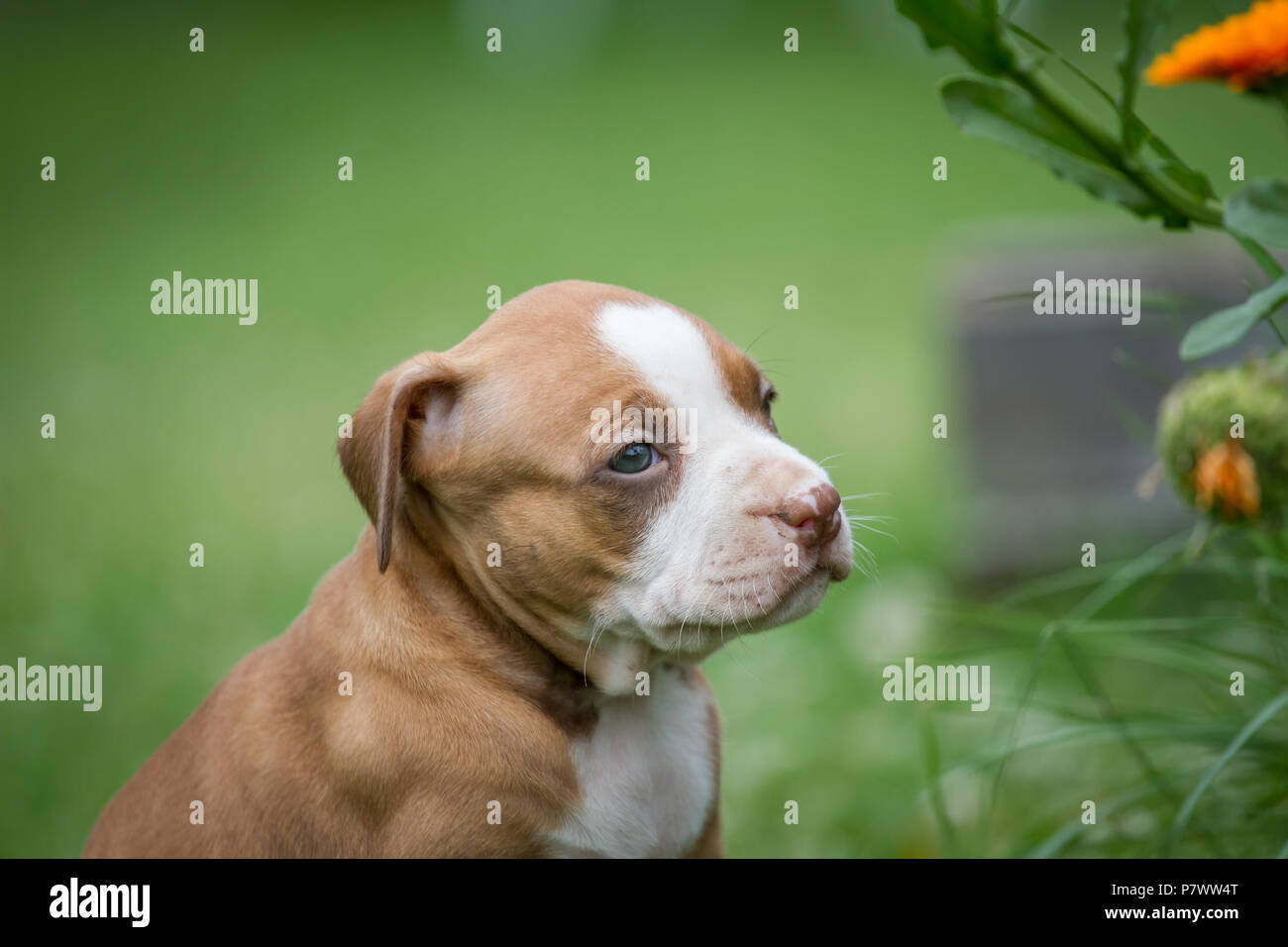 Chiot bouledogue Banque D'Images