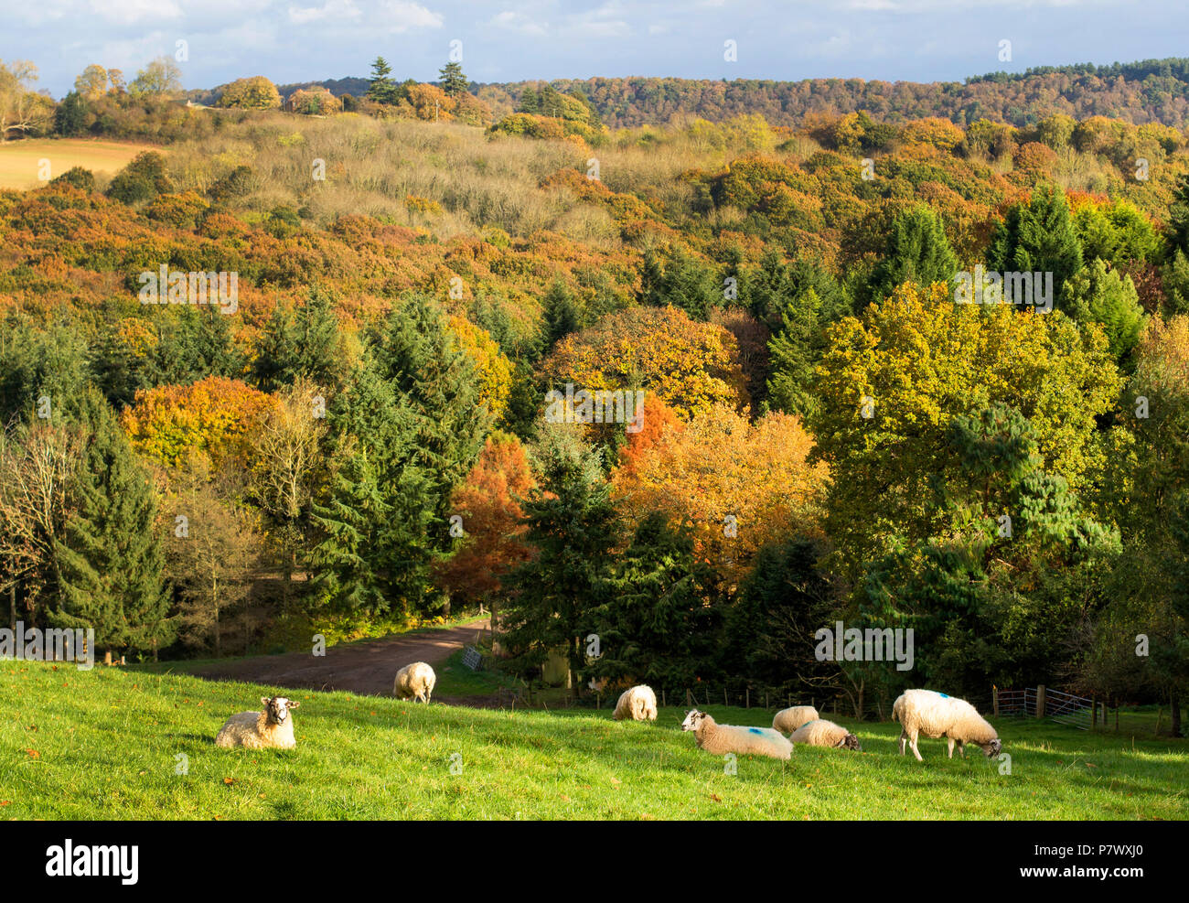 Un affichage à l'automne et à travers l'Arboretum Bodenham forestiers Worcestershire, Wolverley, Kidderminster, Worcestershire, Angleterre, Europe Banque D'Images