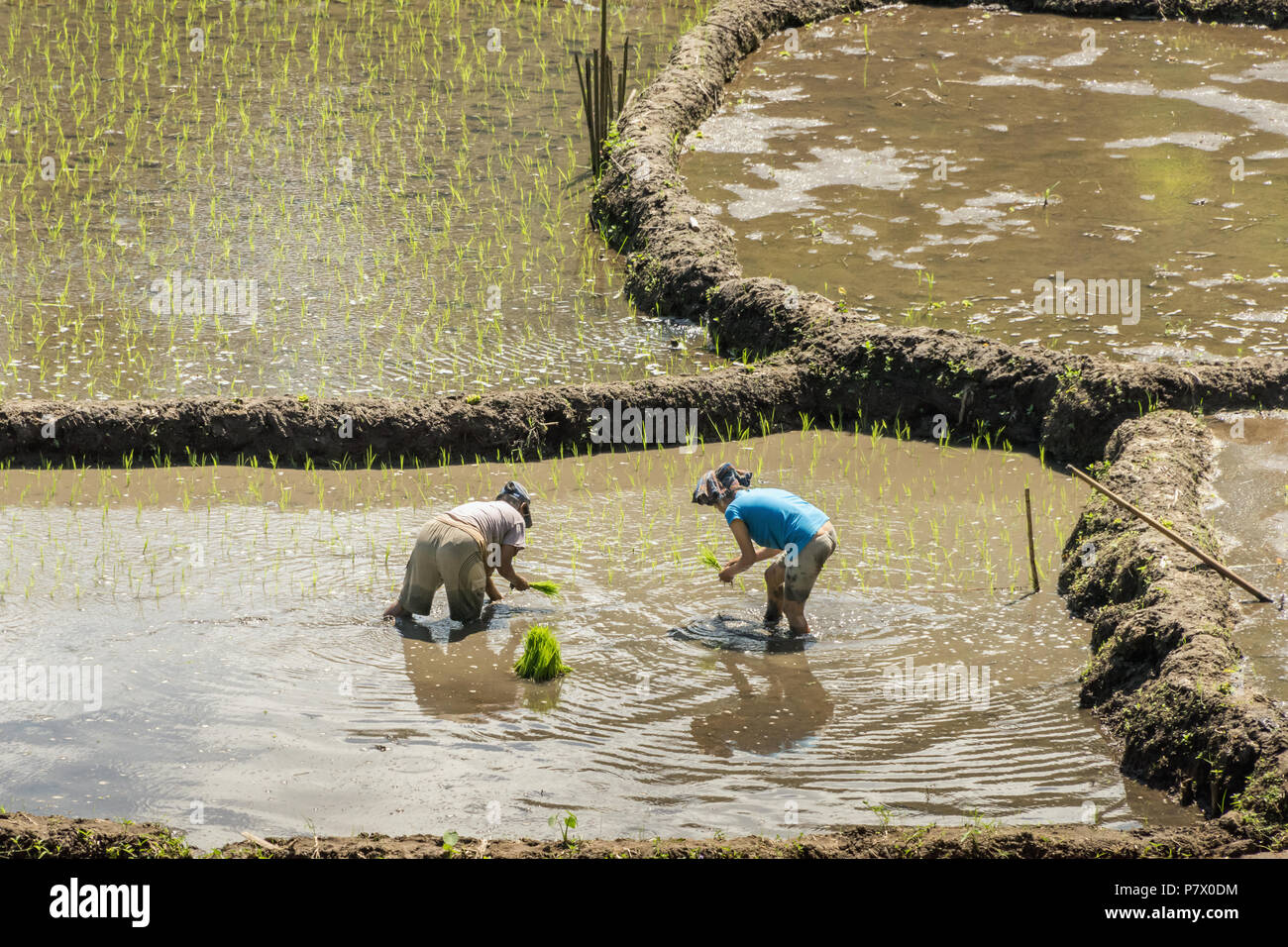 Deux femme debout dans un repiquage du riz paddy riz pousses, près de Detusoko, à l'Est de Nusa Tenggara, en Indonésie Banque D'Images