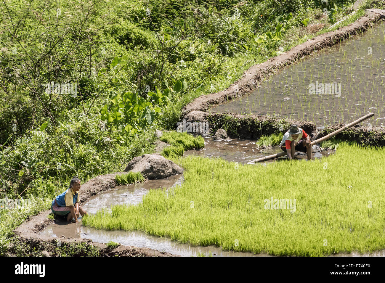 L'homme et la femme la récolte des plants de riz pour la plantation dans les champs remplis d'eau, près de Detusoko, à l'Est de Nusa Tenggara, en Indonésie Banque D'Images