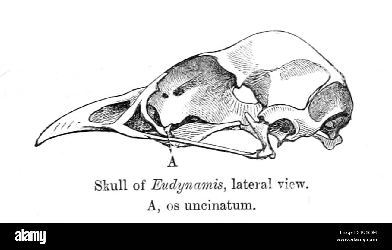 Eudynamys crâne . 1898 EudynamisSkull 153 Banque D'Images