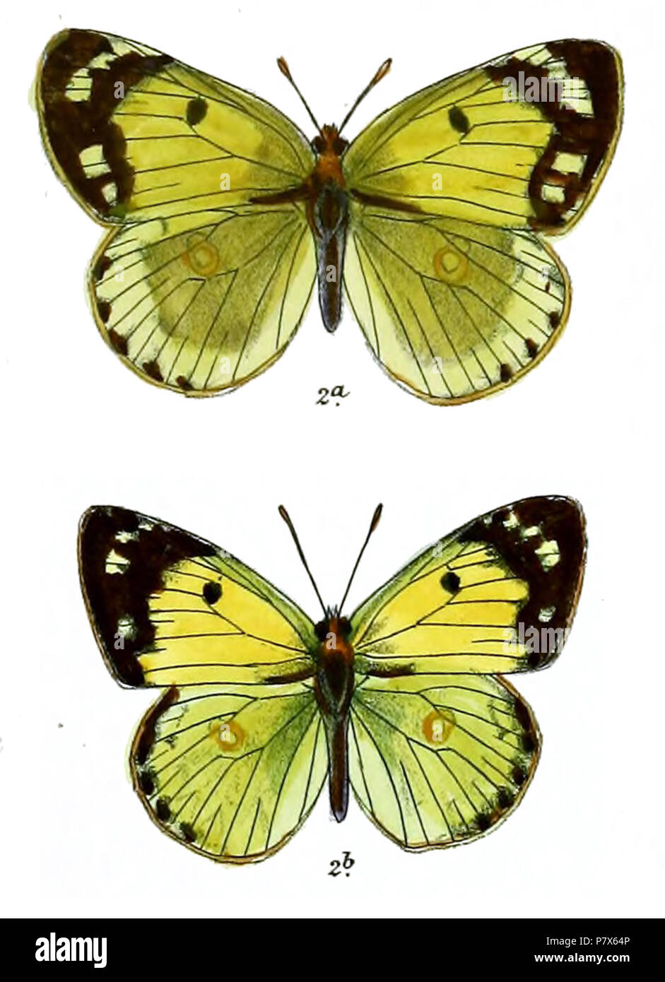 154 EurymusShipkeeFitch Banque D'Images