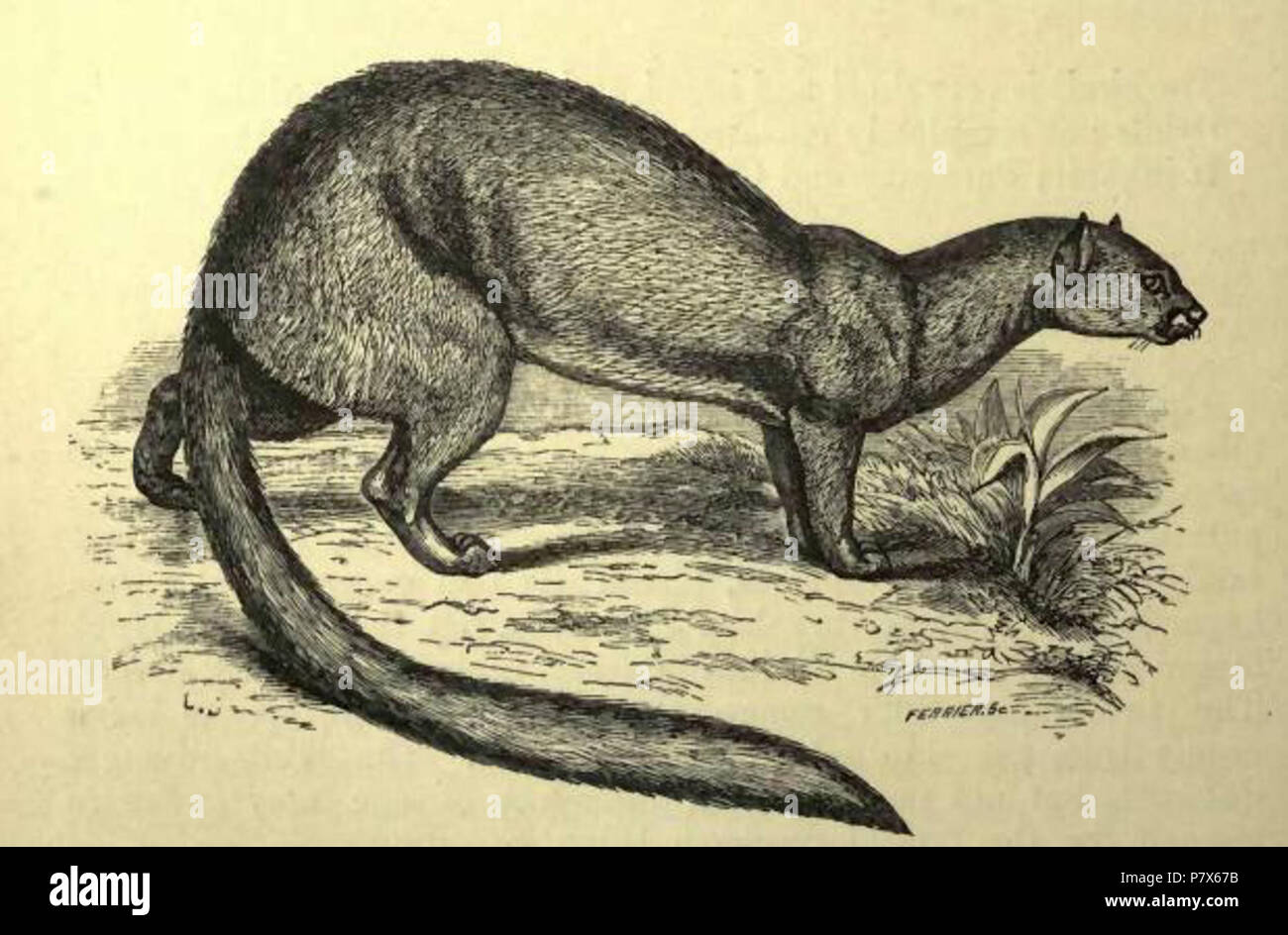 Puma yagouaroundi eyra 'l'Eyra (Felis Eyra) - c'est le plus remarquable de tous les chats, de l'extrême longueur de son corps par rapport à celle de ses membres une condition qui donne un peu l'apparence d'une grande belette. C'est aussi l'un des rares des souillures des chats. La fourrure est douce, d'un uniforme jaune-rougeâtre ou marron, avec une tache blanchâtre sur chaque côté de la lèvre supérieure. Il est de la taille du chat domestique, sauf que ses jambes sont beaucoup plus courte que celle de l'animal. La pupille est ronde.* Le crâne est beaucoup allongée et aplatie grandement au-dessus. Le nez est un peu pincé dans Banque D'Images