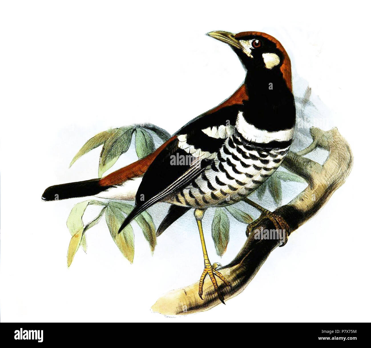 Geocichla Zoothera erythronota erythronota = . 1870 170 Geocichla erythronota Smit Banque D'Images