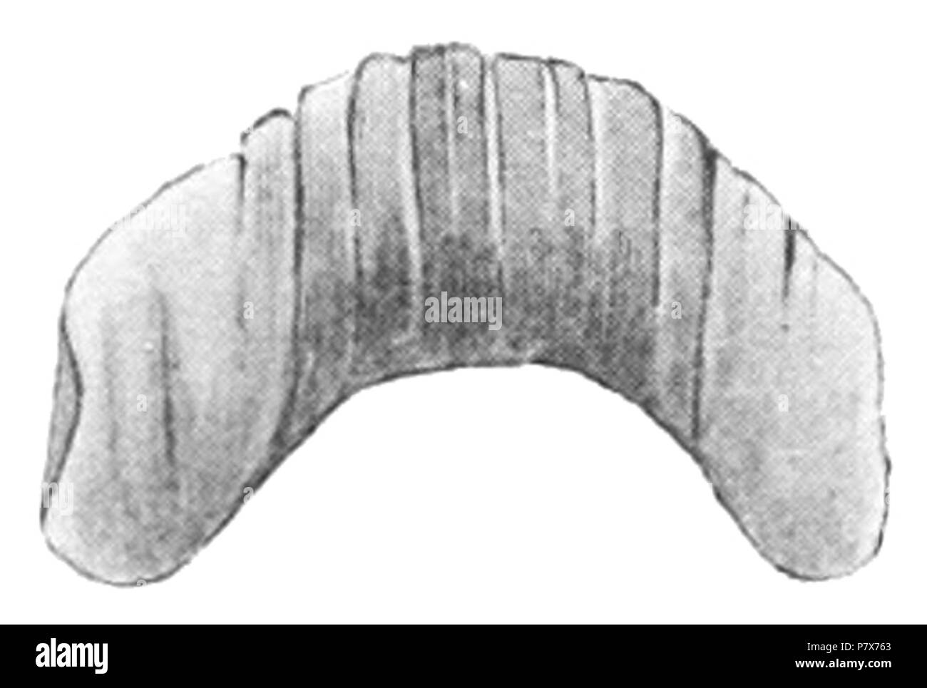 Anglais : Dimensions de la mâchoire de Geomalacus maculosus. Geomalacus maculosus jaw 1882 170 Banque D'Images
