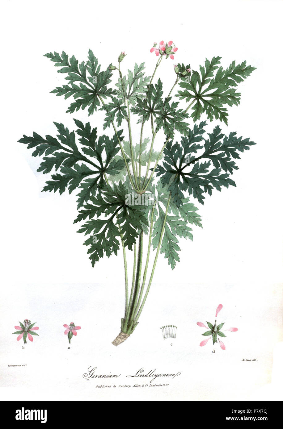 Géranium lindleyanum . 1839 GeraniumLindleyanumRoyle 171 Banque D'Images