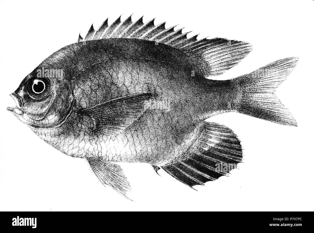 Les noms d'espèces / vérification de l'identité nécessaire. Les plaques d'origine a montré les poissons vers la droite et ont été renversée ici. Glyphidodon leucogaster . 1878 Glyphidodon 173 Jour 81 leucogaster Banque D'Images