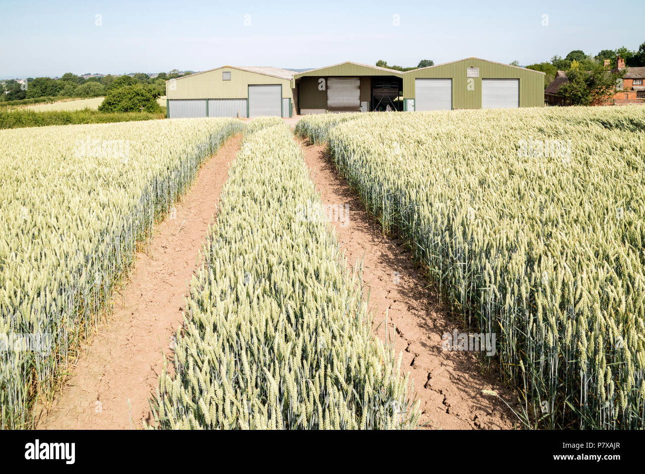 La culture du blé sur une ferme dans l'anglais Juillet 2018 Vague de chaleur et la sécheresse, England, UK Banque D'Images