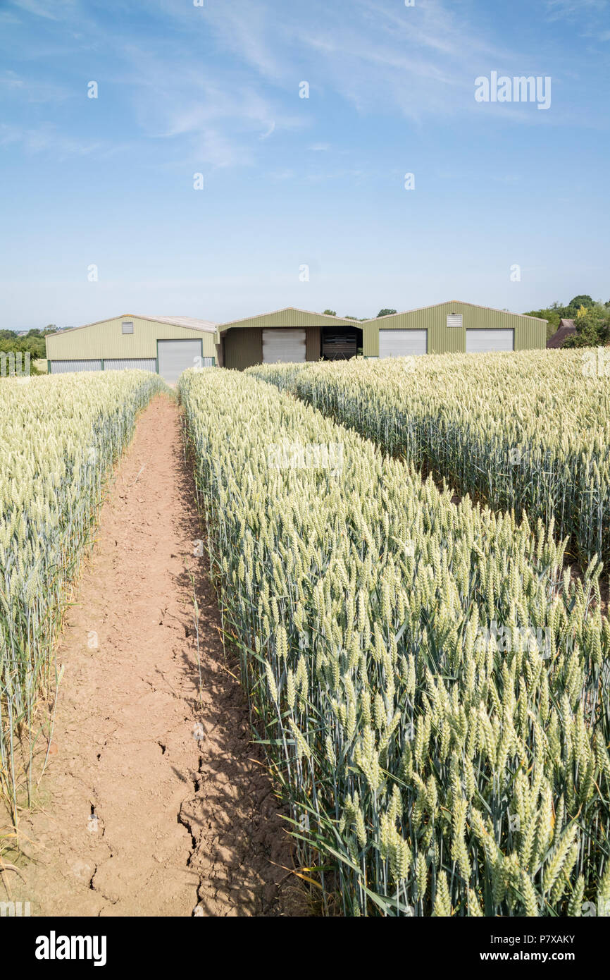 La culture du blé sur une ferme dans l'anglais Juillet 2018 Vague de chaleur et la sécheresse, England, UK Banque D'Images