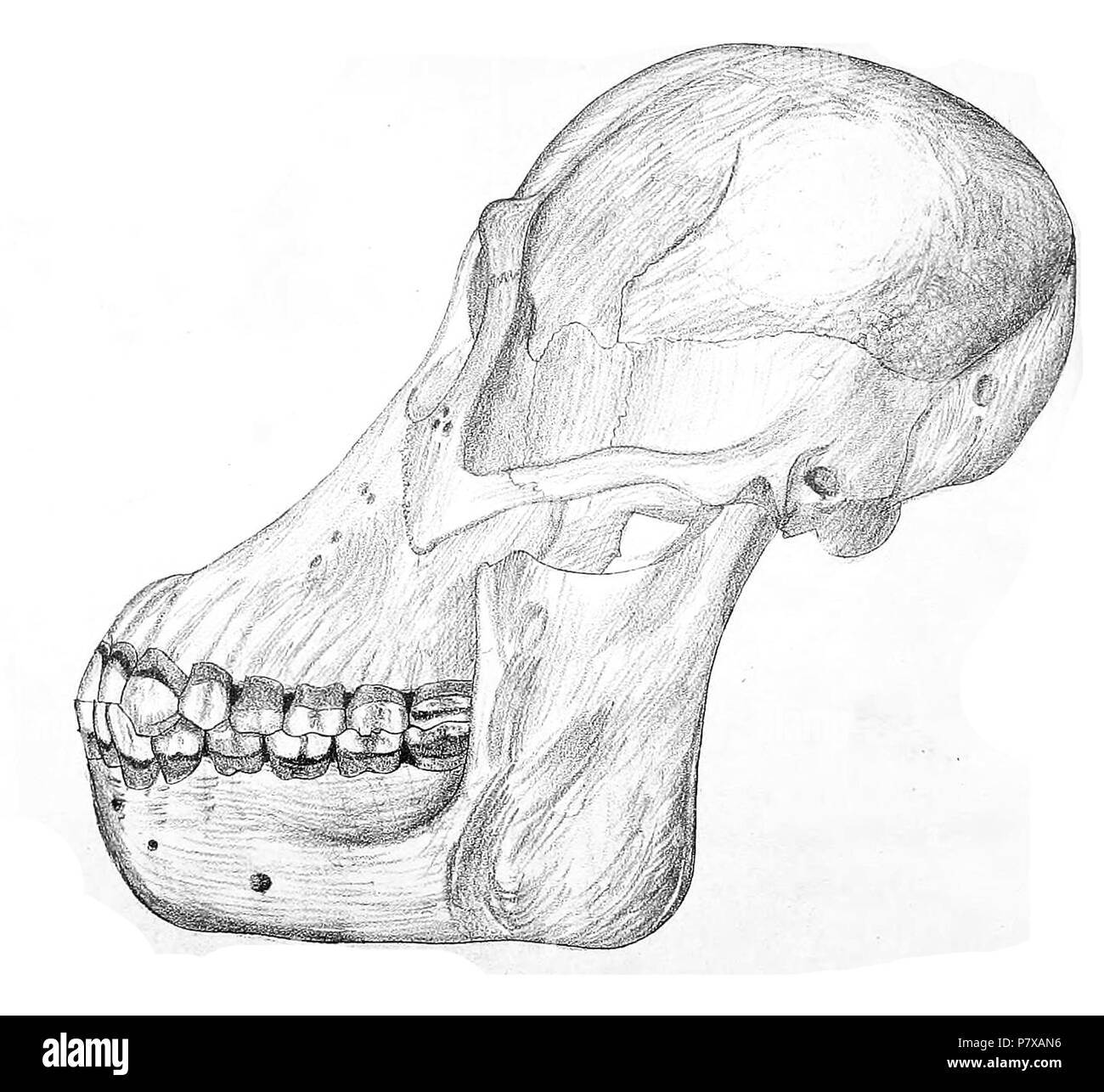 Crâne d'orang-outan, Pongo pygmaeus ssp. morio . 1853 295 crâne de Orangutan JASB 8 Banque D'Images