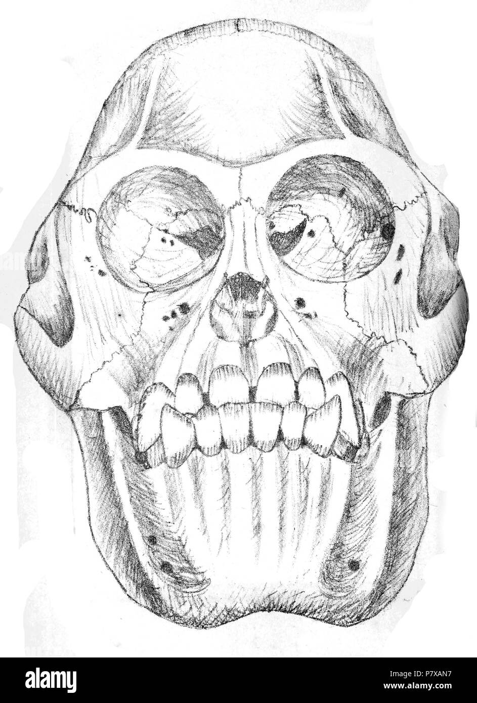 Crâne d'orang-outan, Pongo pygmaeus owenii . 1853 295 crâne de Orangutan JASB 9 Banque D'Images