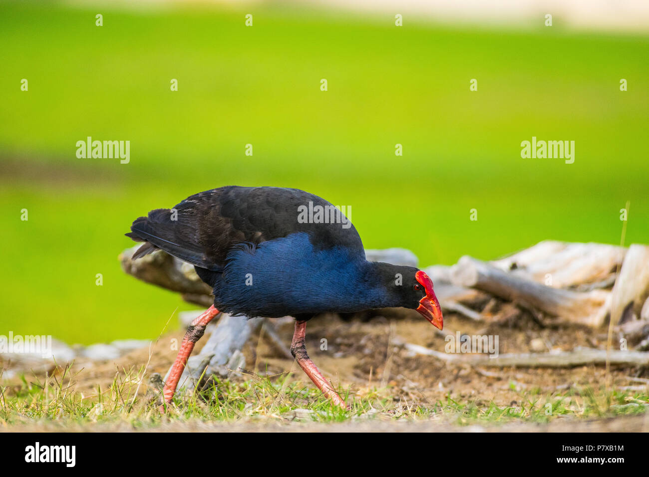 Pukeko de nourriture dans l'herbe Banque D'Images