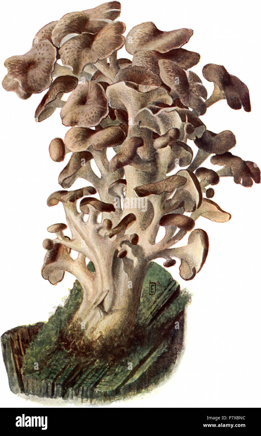 Deutsch : Eichhase ; Polyporus ramosissimus. Eßbar. Avant 1940 312 Pilze d. Heimat, T. 22 - Polyporus ramosissimus Banque D'Images