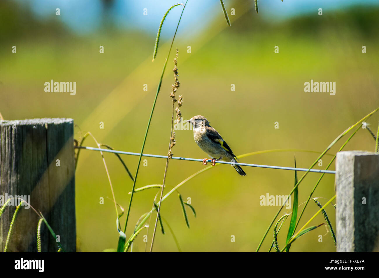 Petit oiseau se trouve sur Wire Fence in meadow Banque D'Images