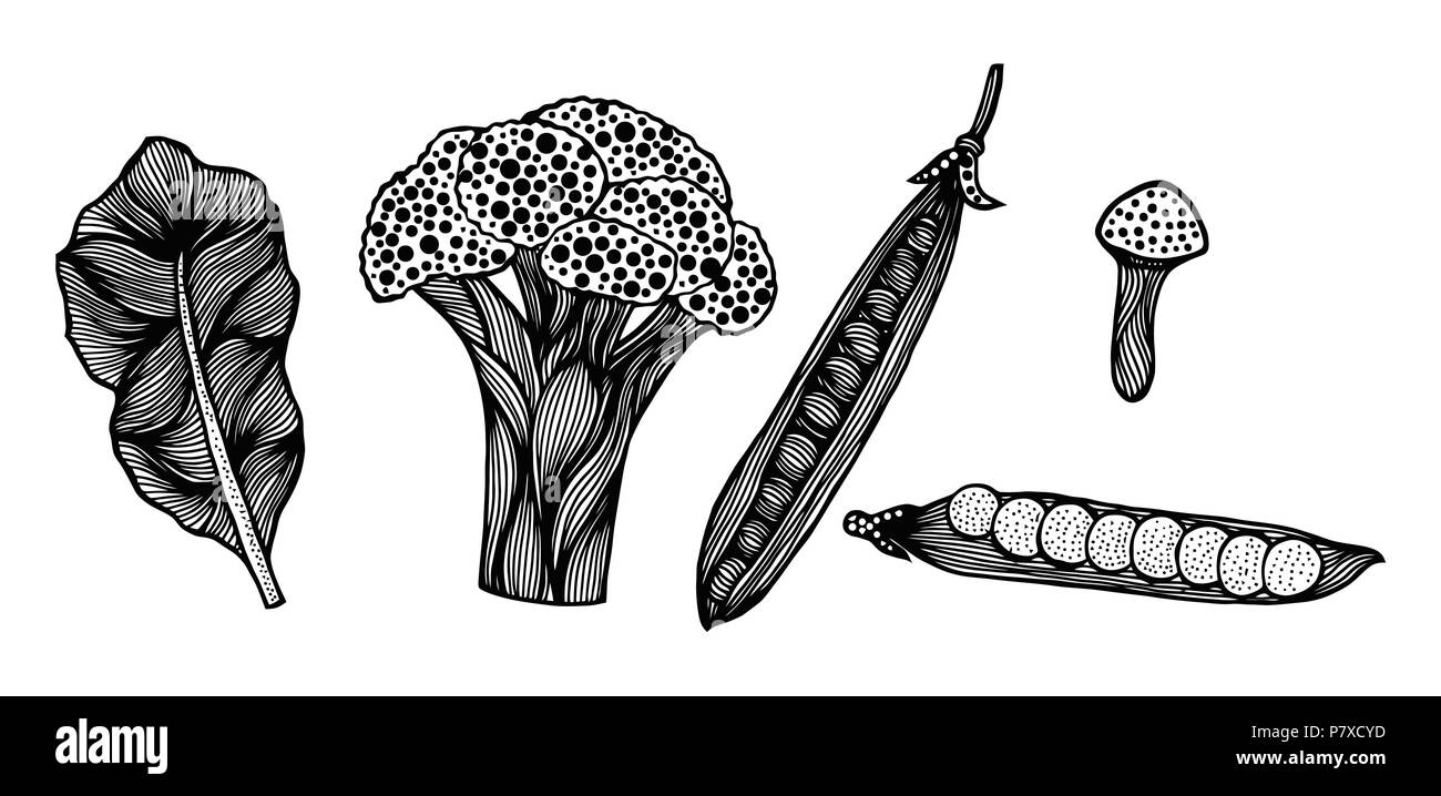 Illustration Vecteur de légumes, zen style Boho doodle. Peuvent être imprimés et utilisés comme matières premières, végétaliens et végétariens de l'élément de conception, coloriages, Gabarit Illustration de Vecteur