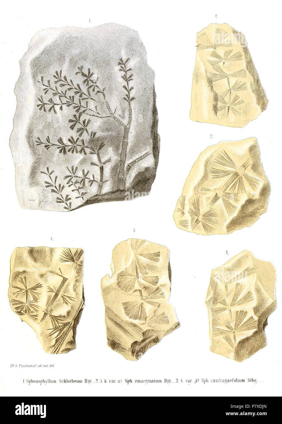 Sphenophyllum sp. fossiles dessiné par Otokar Feistmantel . 1876351 Sphenophyllum Feistmantel Banque D'Images