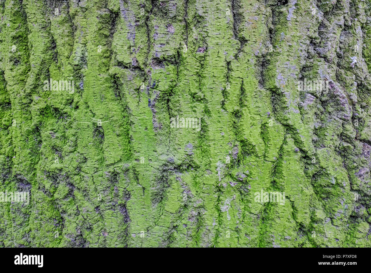 De gros plan l'écorce des arbres avec mousse verte au printemps. Banque D'Images