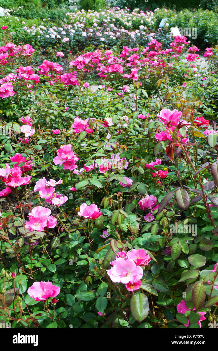 La floraison des roses à RHS Rosemoor Gardens, Devon, UK - John Gollop Banque D'Images