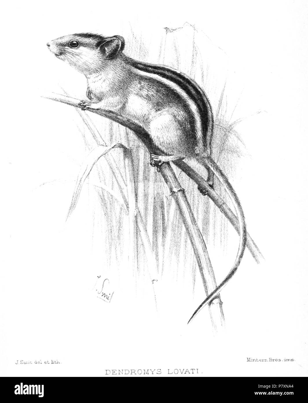 Dendromus lovati . 131 1900 DendromysLovatiSmit Banque D'Images
