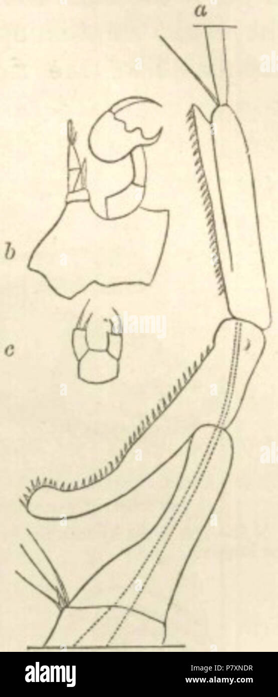 De Charles Darwin's Descent of Man (1871). Légende originale : Fig.4. Labidocera Darwinii (de Lubbock). Étiquetés sont : a. Une partie de l'antenne antérieure droite de l'homme, la formation d'un organe préhensile. b. Paire de pattes thoraciques postérieures de l'homme. c. Idem de femelle. 1871131 Descente fig04 Banque D'Images