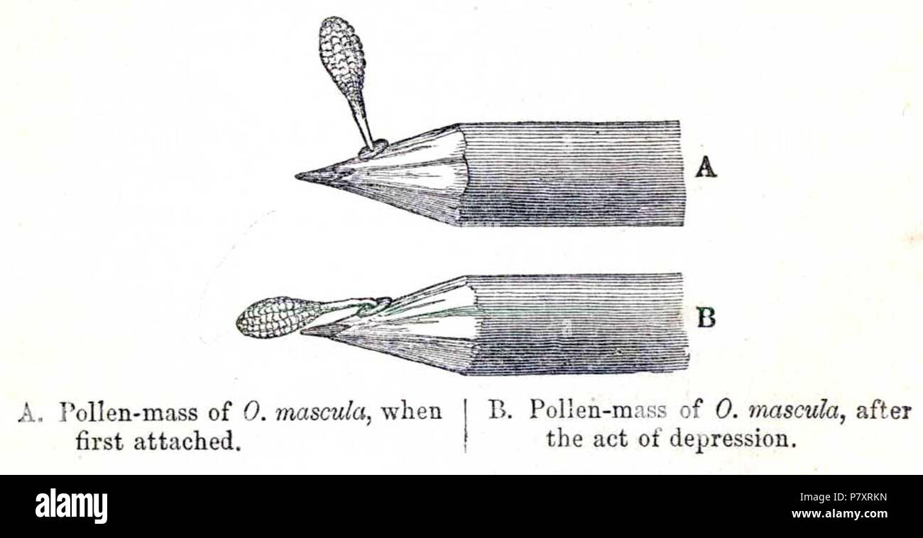 Anglais : Figure 2 de l'édition 1877 de Charles Darwin's fertilisation des orchidées. Numérisée à partir d'une copie de l'œuvre à l'Université du Massachusetts à Amherst. 27 juin 2009, 18:10 (UTC) la fertilisation des orchidées 158 figure 2c Banque D'Images