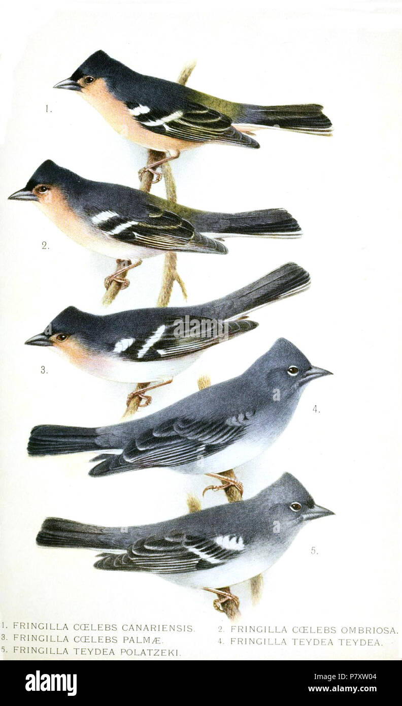 Fringilla coelebs et F. teydea . 1920 FringillaGronvold 165 Banque D'Images