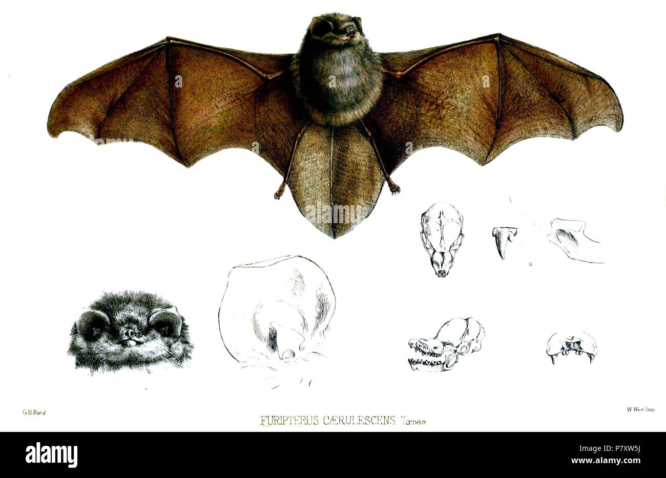 Furipterus Furipterus caerulescens Tomes  = annectens annectens (Owen, 1839) : Anglais Thumbless face ventrale de chauve-souris ; ; ; l'oreille de crâne ; dorsale et latérales de la mâchoire supérieure. frontale : une dent canine mandibulaire ; b : Ramus sur lateral . 1856 (publié en 1857) 166 FuripterusCaerulescensFord Banque D'Images