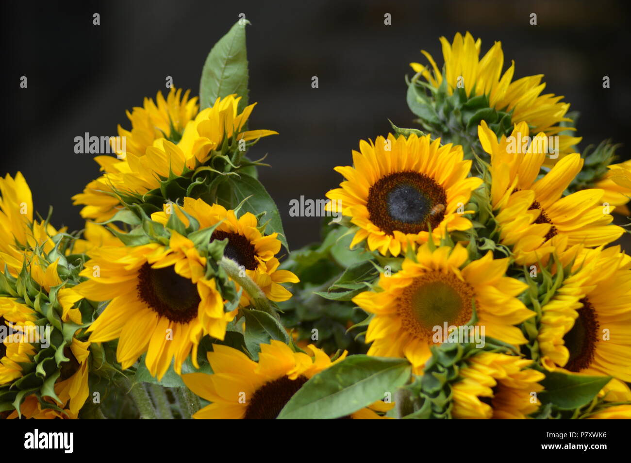 Ramo de girasoles Banque D'Images