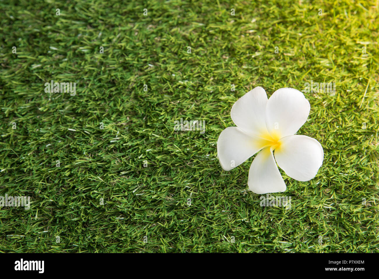 Fleur blanche Leelawadee sur la pelouse, de l'environnement concept Photo  Stock - Alamy