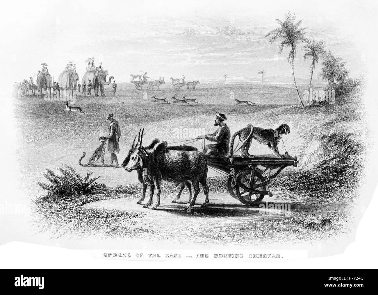 La chasse avec les guépards en Inde c. 1860 . vers 1860 200 de la chasse avec des guépards Banque D'Images