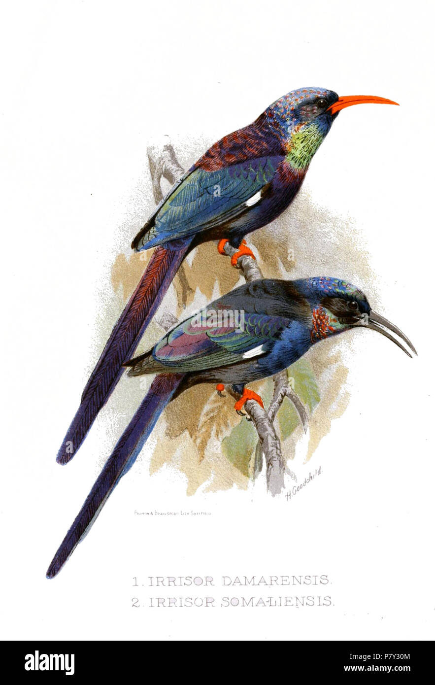 Phoeniculus damarensis Irrisor  = damarensis Irrisor  = somaliensis Phoeniculus somaliensis . 1902 IrrisorGoodchild 205 Banque D'Images