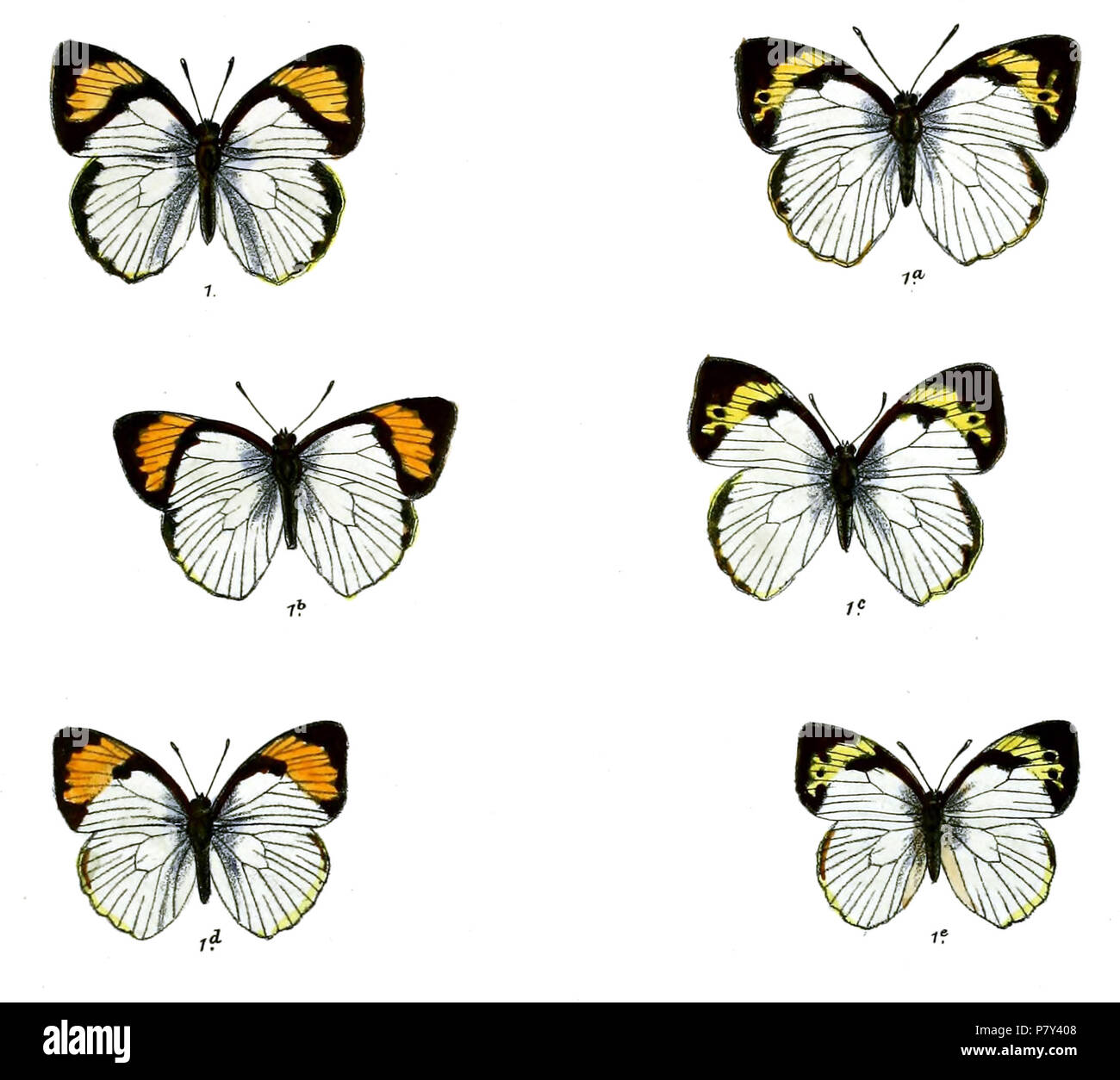 211 IxiasNolaFitch Banque D'Images