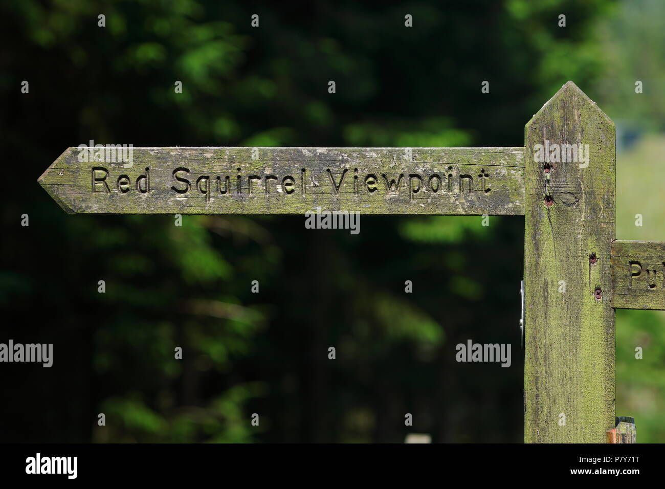 Un signe en direction de l'un des petits Yorkshires population d'Écureuils situé dans un boisé à distance près de Hawes, Yorkshire du Nord Banque D'Images