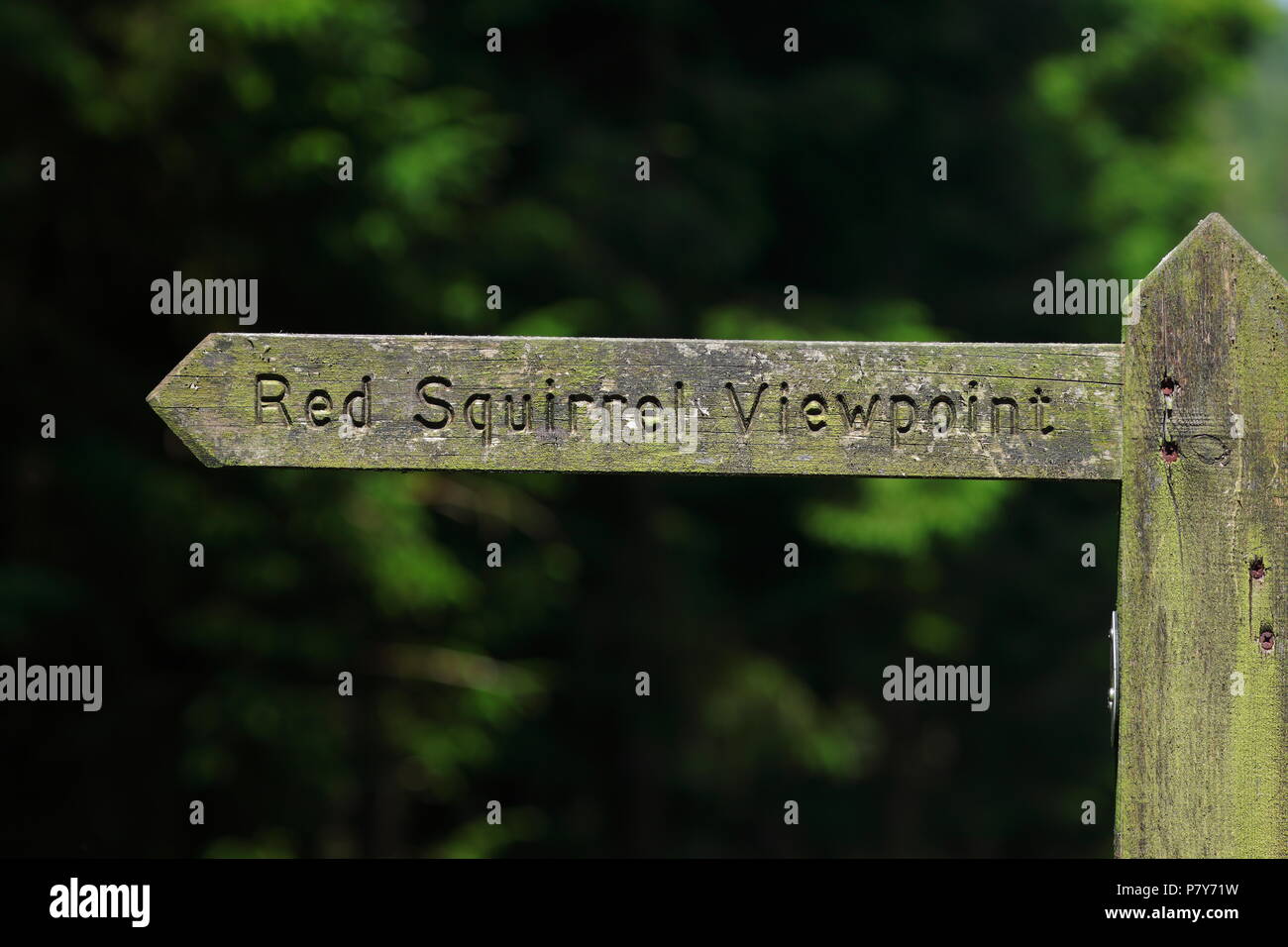 Un signe en direction de l'un des petits Yorkshires population d'Écureuils situé dans un boisé à distance près de Hawes, Yorkshire du Nord Banque D'Images