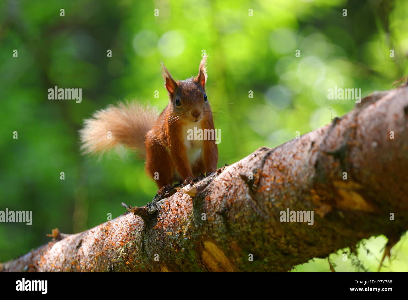 L'un des population d'écureuils rouges Yorkshires au Snaizeholme Point Écureuil rouge près de Hawes dans Yorkshire du Nord. Banque D'Images