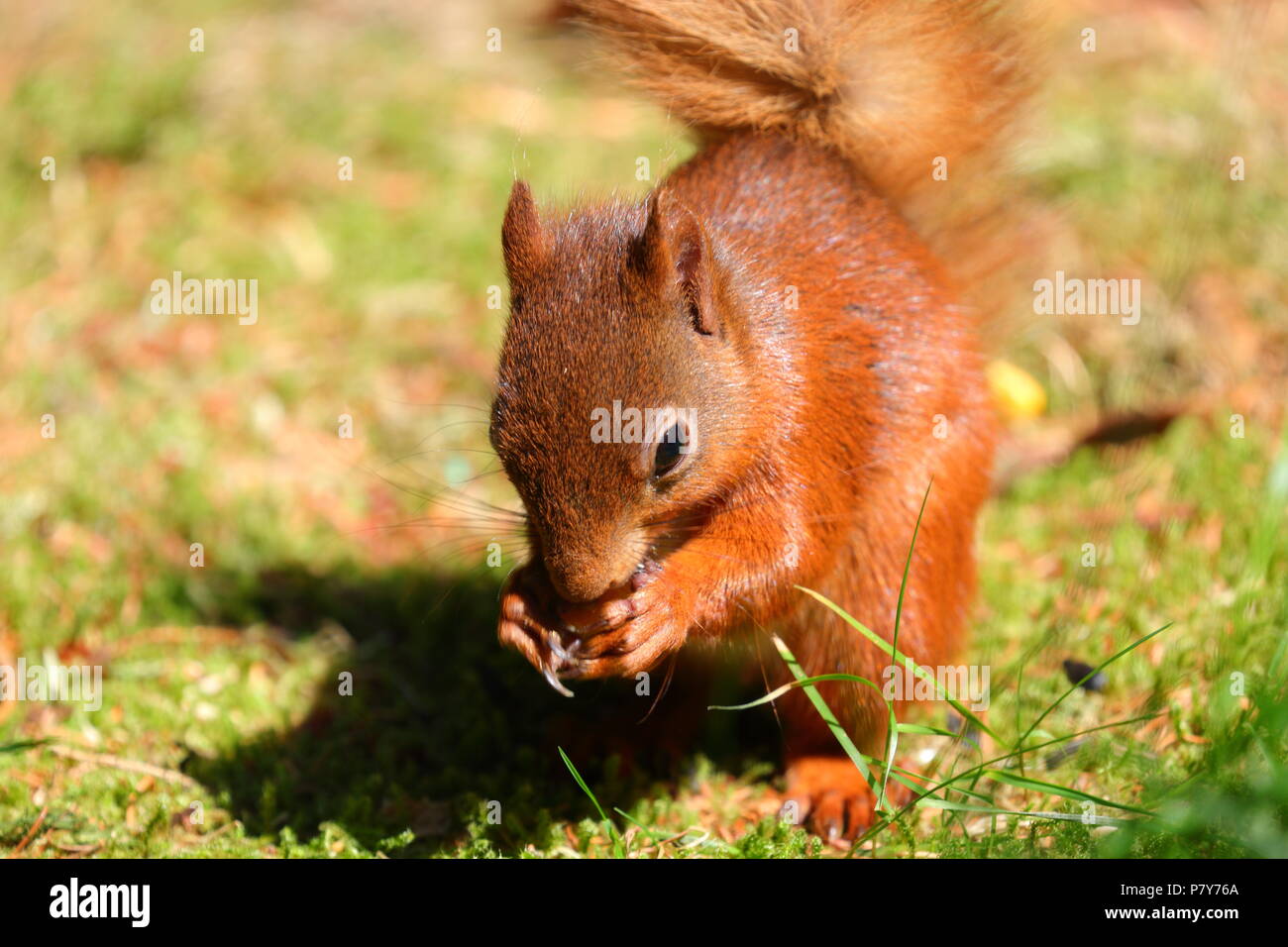 L'un des population d'écureuils rouges Yorkshires au Snaizeholme Point Écureuil rouge près de Hawes dans Yorkshire du Nord. Banque D'Images