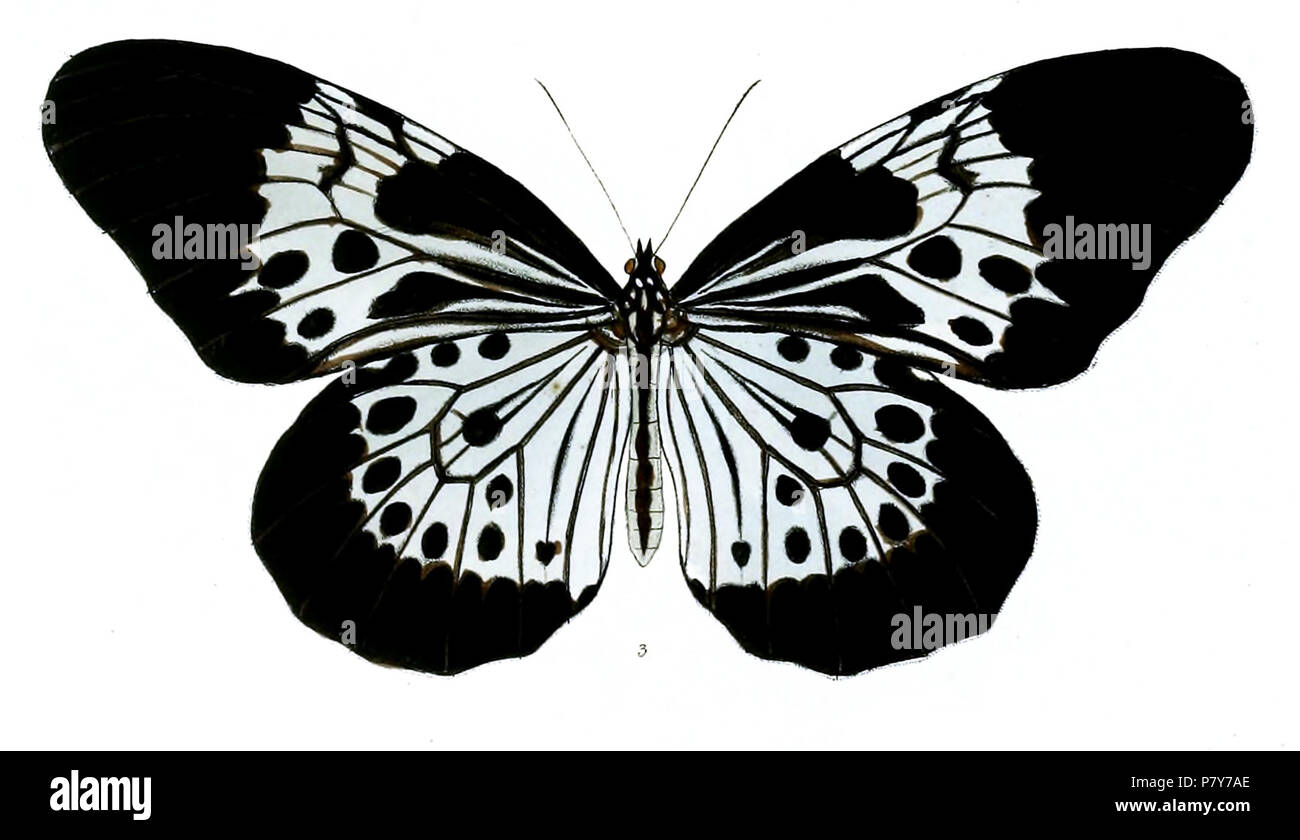 Hestia cadellii . 1890 HestiaHadeniiF 192 4 3 Banque D'Images