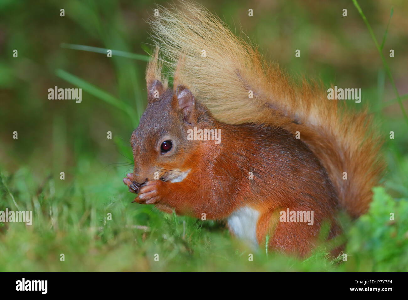 Un écureuil roux à Snaizeholme poiint de visualisation. Snaizeholme Sentier de l'écureuil roux a été mis en place pour protéger les quelques qui restent dans le comté. Banque D'Images